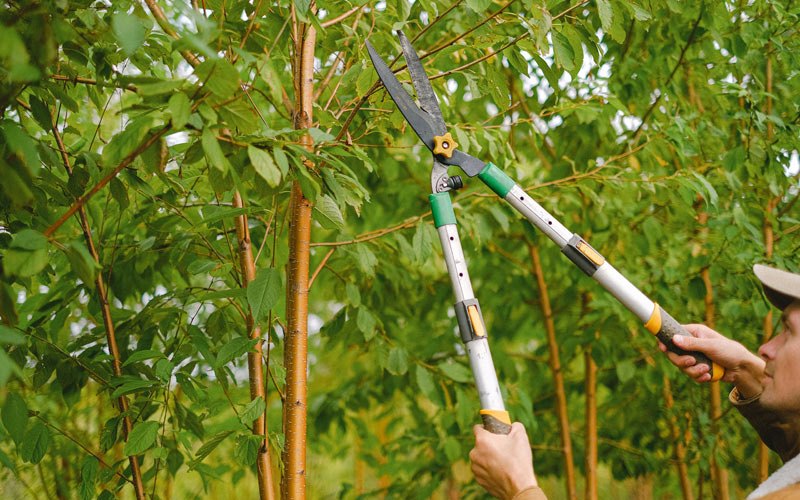 Tree trimming in Humeston, IA